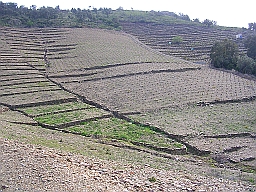 Rigoles ancestrales dans les vignes