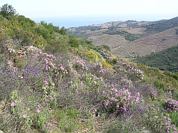 Des fleurs