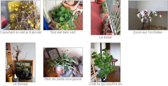 Planche de Janvier