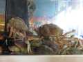Araignees de mer dans le vivier