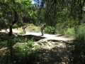 Petit pont pres d'une Table pour Picnic
