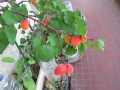 Abricots